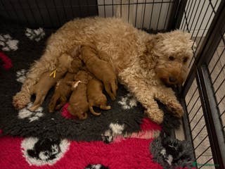 Australian Labradoodle dogs Beautiful Labradoodle puppies - Advert 2