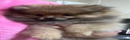 Pomeranian dogs for sale: Pomeranian puppy - Advert 10