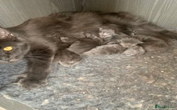 Maine Coon cats for sale: Beautiful Maine coon babies - Image 15