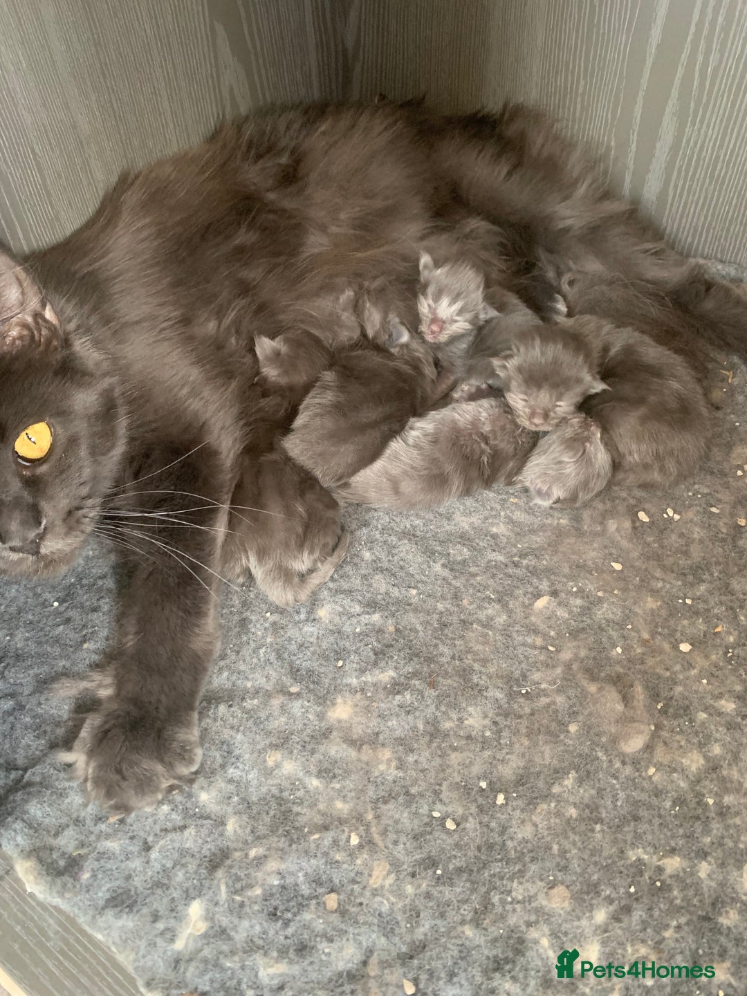 Maine Coon cats for sale: Beautiful Maine coon babies - Image 15
