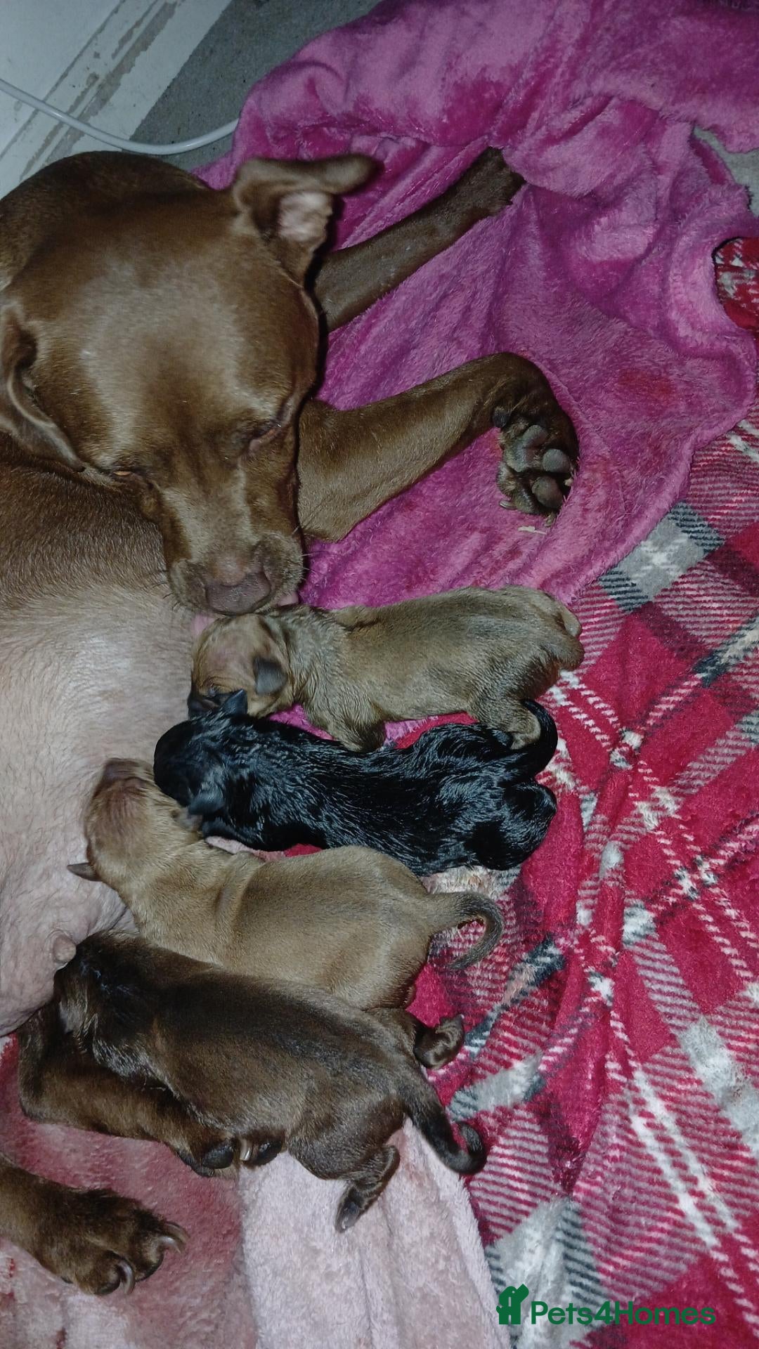 Mixed Breed dogs Patterdale x american bully staff - Advert 16