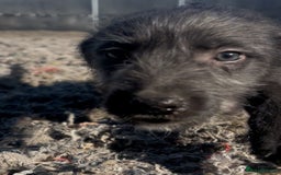 Mixed Breed dogs for sale: Bedlington/whippet Lurcher puppies - Image 3
