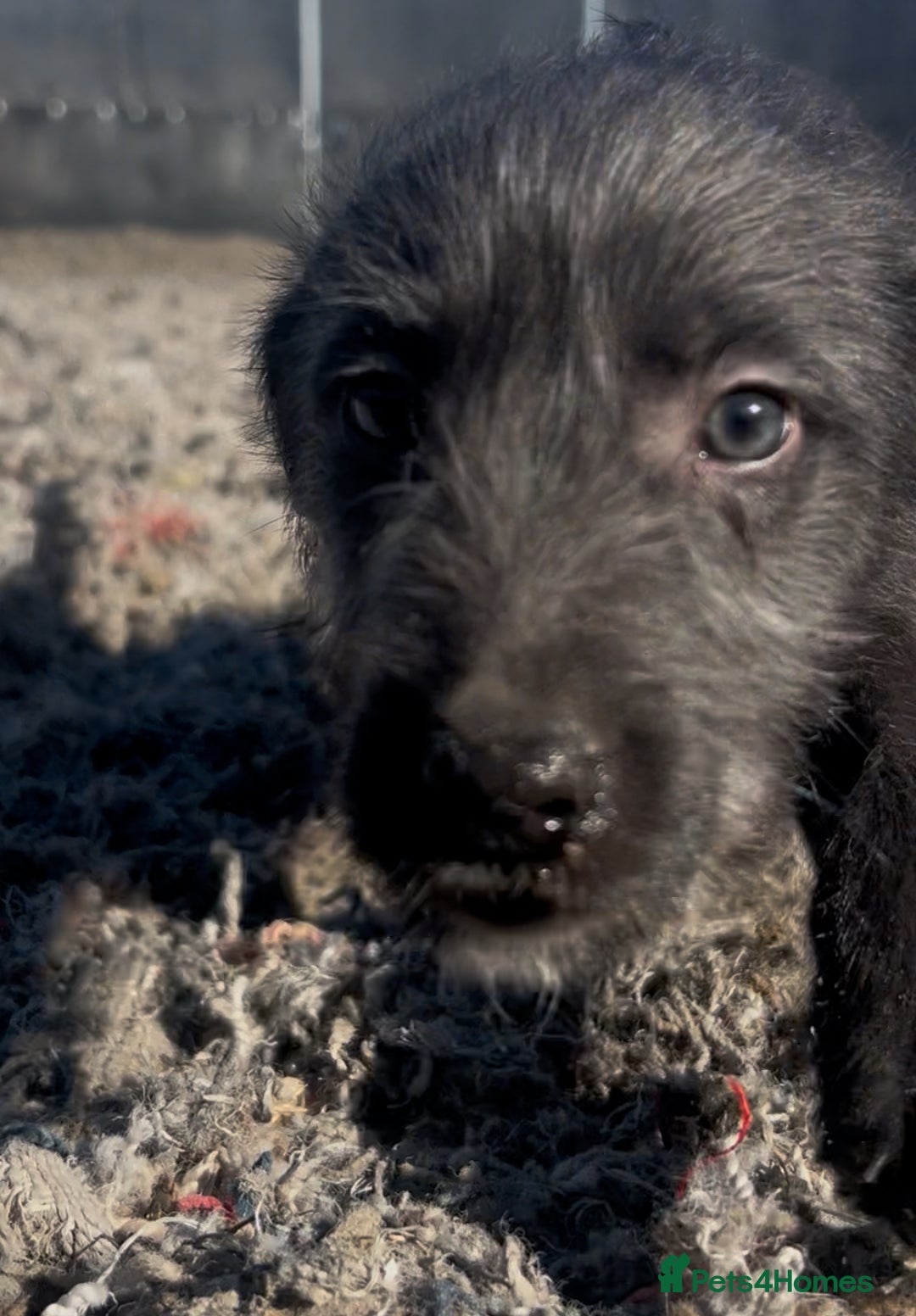 Mixed Breed dogs for sale: Bedlington/whippet Lurcher puppies - Image 3