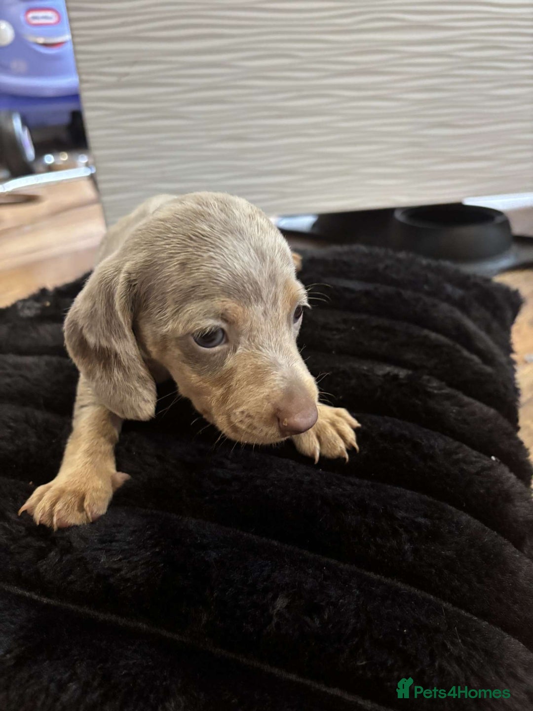 Miniature Dachshund dogs for sale: Stunning miniature dachshunds in Kidderminster - Image 21