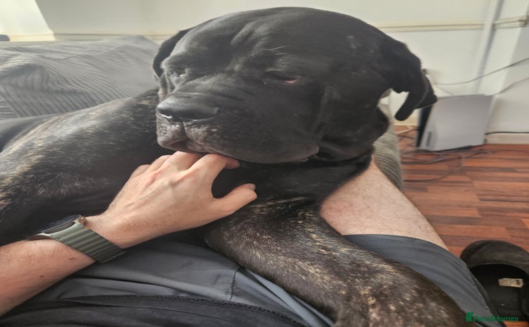 Cane Corso dogs - Advert 1