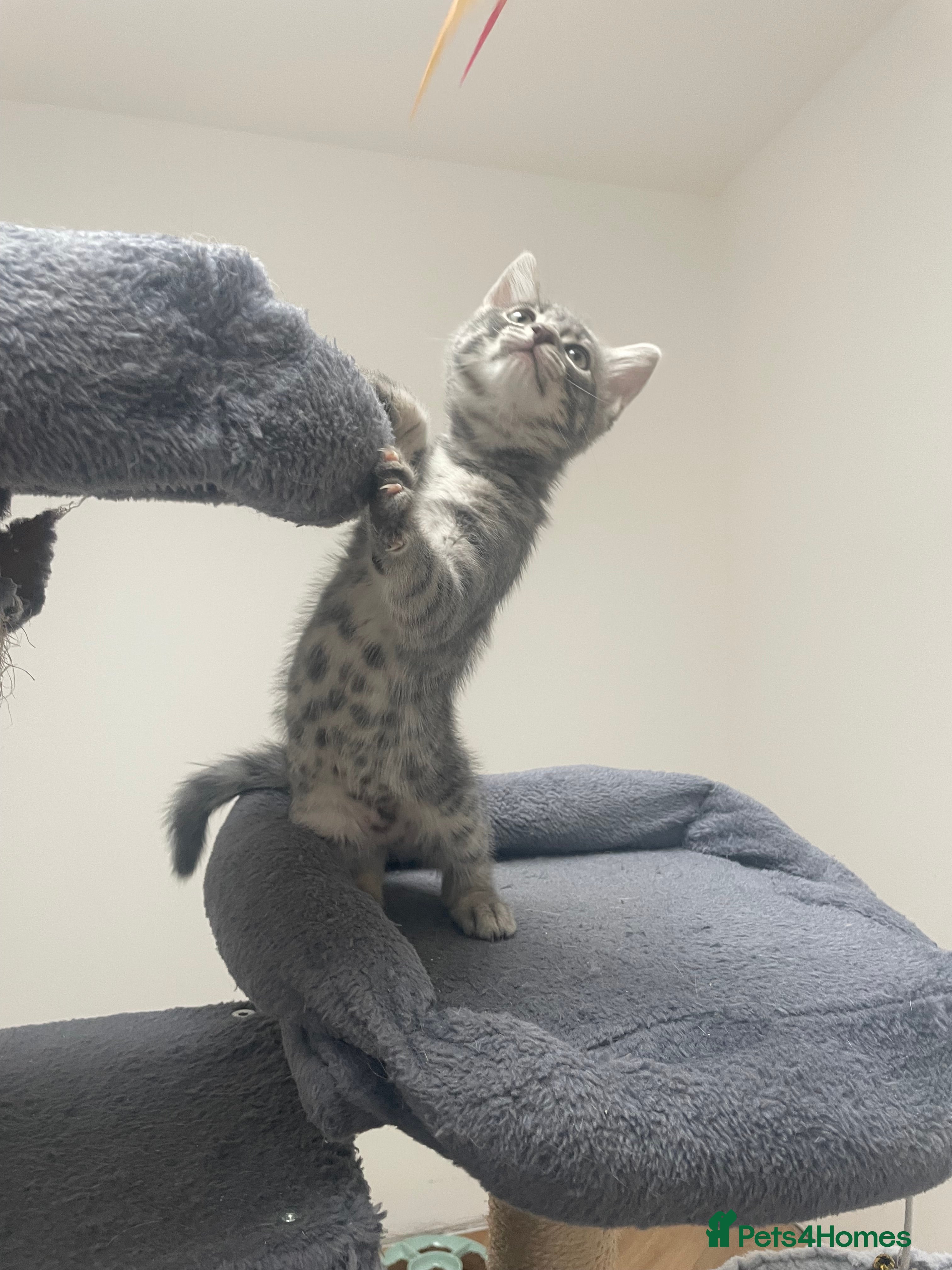 Bengal cats for sale: Bengal X Kittens - Advert 19