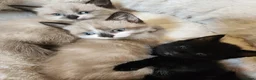 Mixed Breed cats for sale: 2 beautiful kittens  - Advert 7