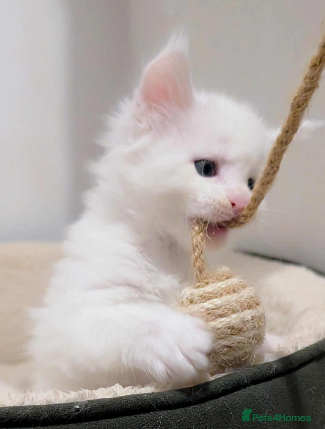 Maine Coon cats for sale: Beautiful Tica Registered Maine Coon Kittens  - Advert 12