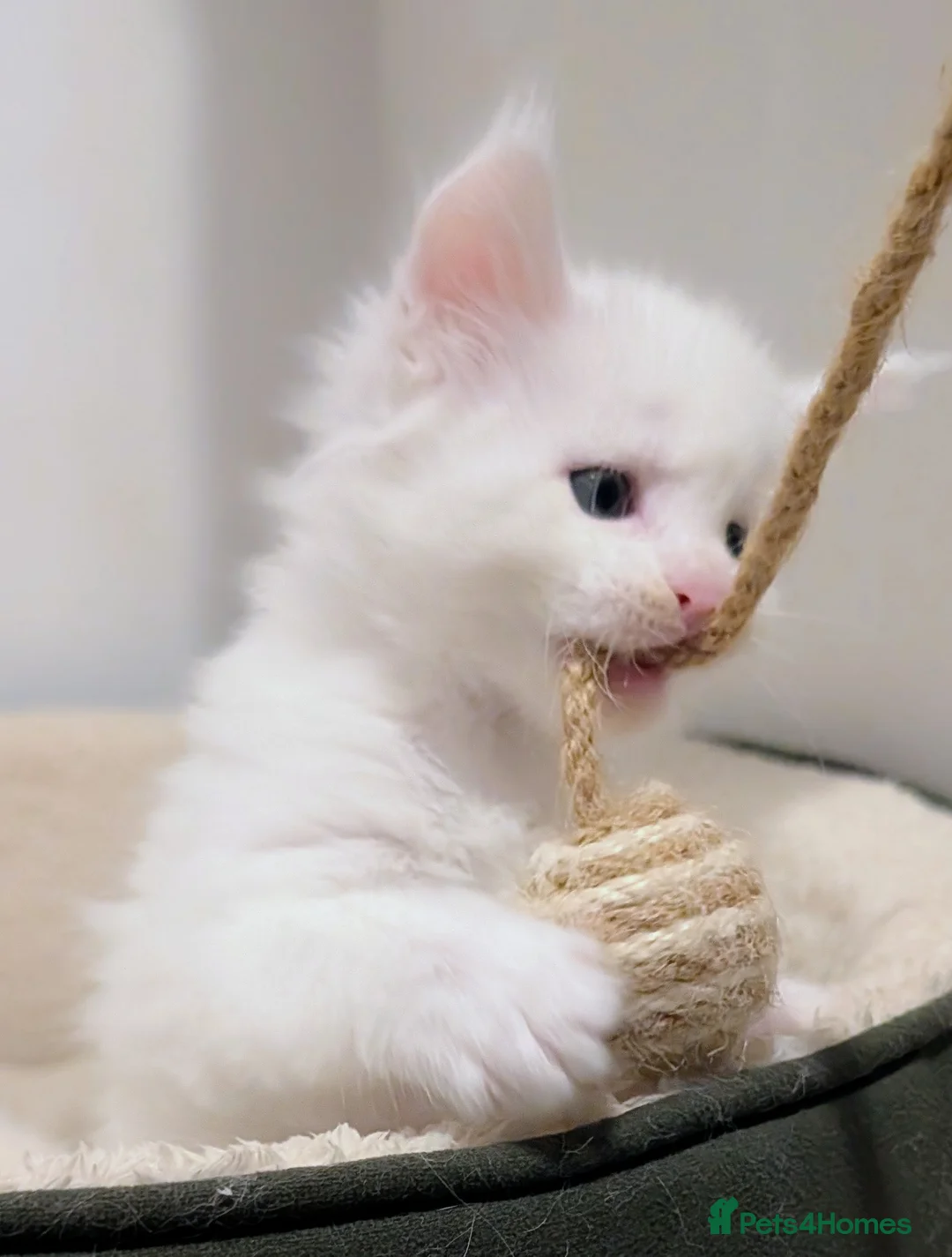 Maine Coon cats for sale: Beautiful Tica Registered Maine Coon Kittens  - Advert 8