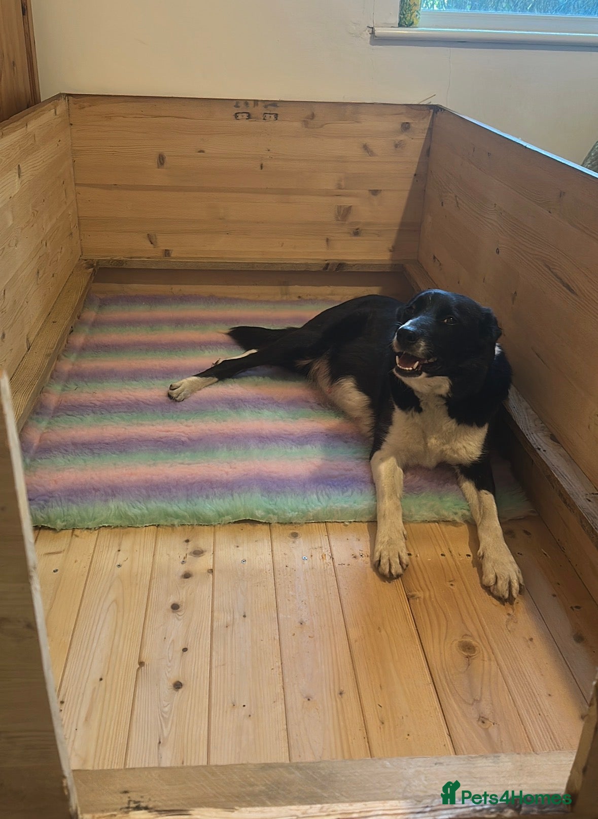 Border Collie dogs for sale: Beautiful Border Collie Puppies  - Advert 25