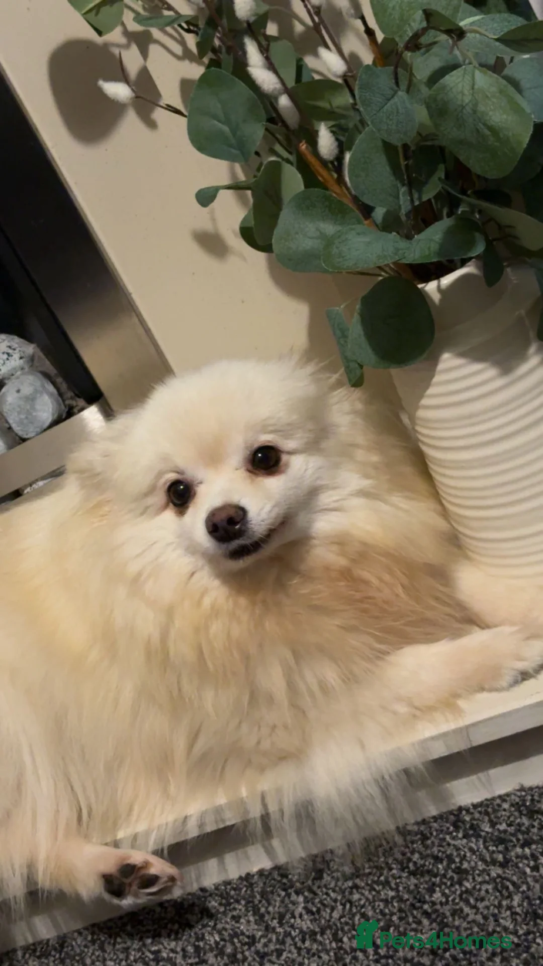 Pomeranian dogs for sale: Pomeranian for sale in Barnsley - Advert 4