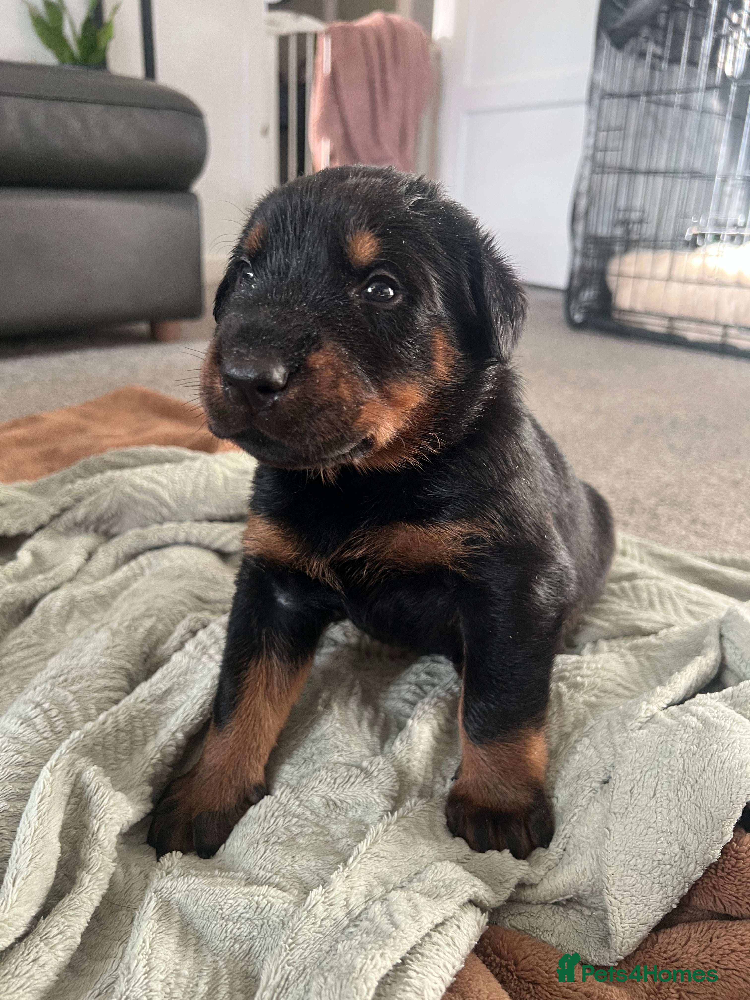 Mixed Breed dogs Adorable Doberman & Beauceron puppies for sale - Advert 6