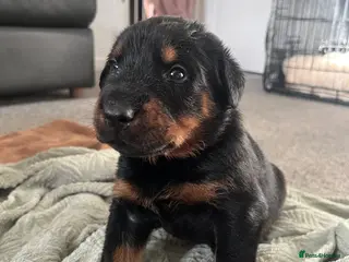 Mixed Breed dogs Adorable Doberman & Beauceron puppies for sale - Advert 6