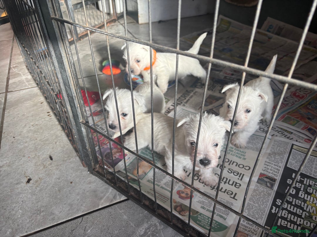 West Highland Terrier dogs for sale: KC reg west highland pups for sale  - Advert 3
