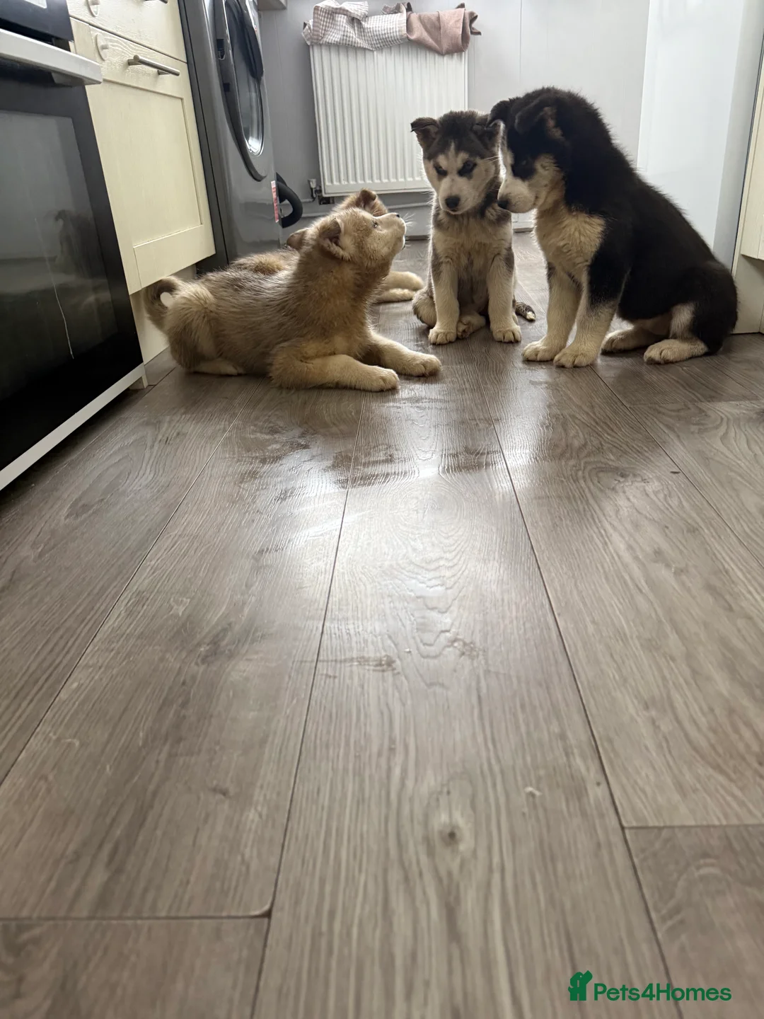 Siberian Husky dogs for sale: Puppies Siberian Huskies  - Advert 4