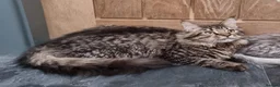 Maine Coon cats for sale: GCCF registered Pedigree Maine Coon Kittens - Advert 13