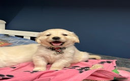 Golden Retriever dogs for sale: 🐶 Gorgeous Chunky Golden Retriever Puppies 🐶 - Advert 23