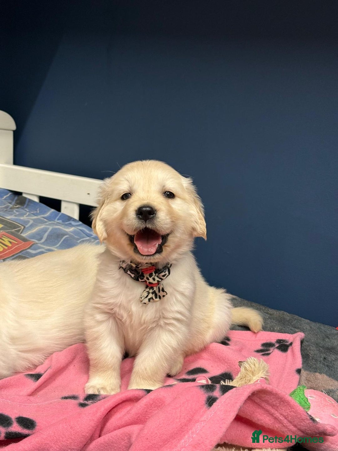 Golden Retriever dogs for sale: 🐶 Gorgeous Chunky Golden Retriever Puppies 🐶 - Advert 23