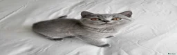British Shorthair cats for sale: Pure British shorthair one girl,ready to go - Advert 1