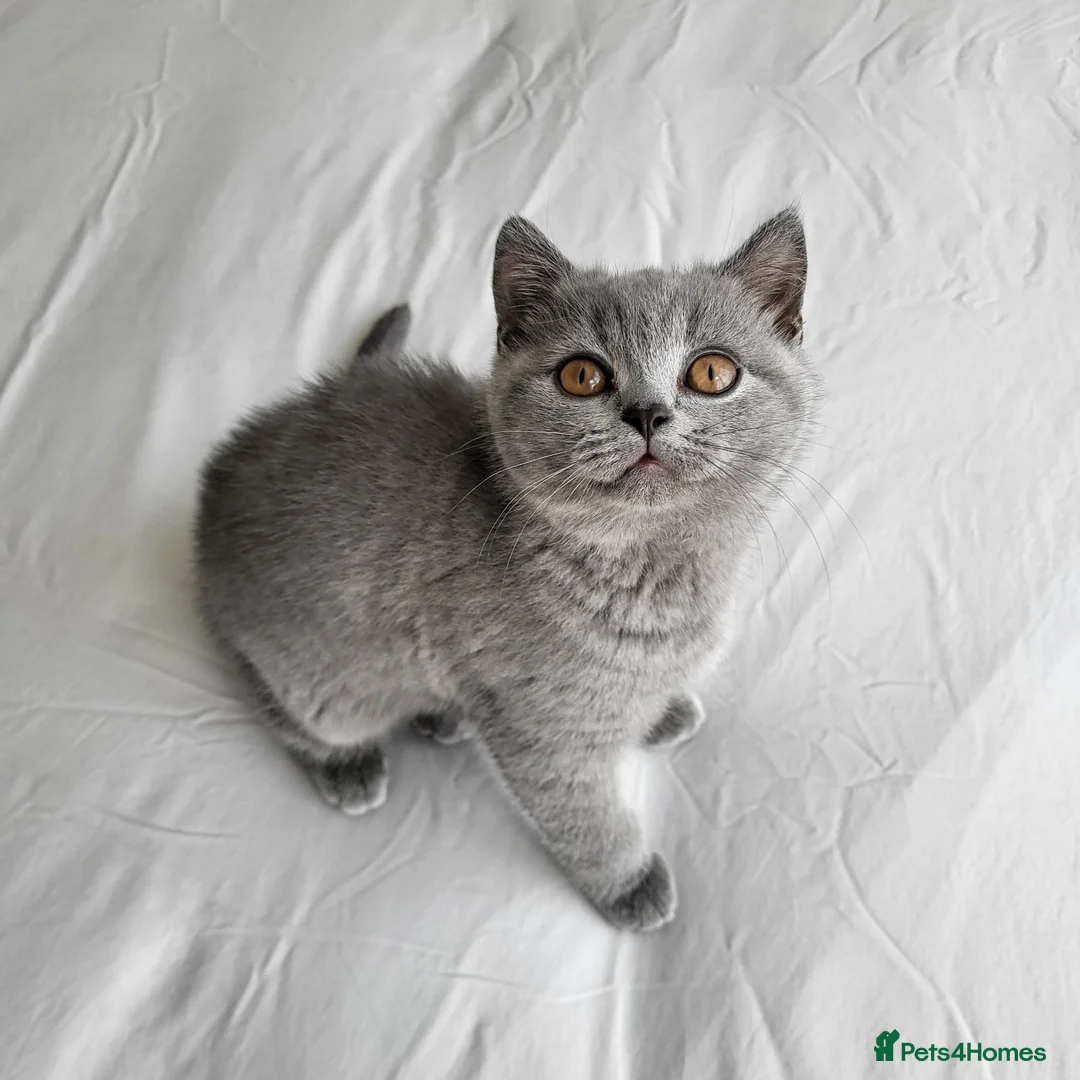 British Shorthair cats for sale: Pure British shorthair one girl,ready to go - Advert 1