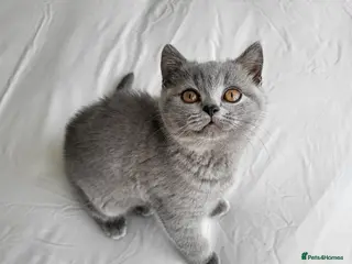 British Shorthair cats Pure British shorthair one girl,ready to go - Advert 1