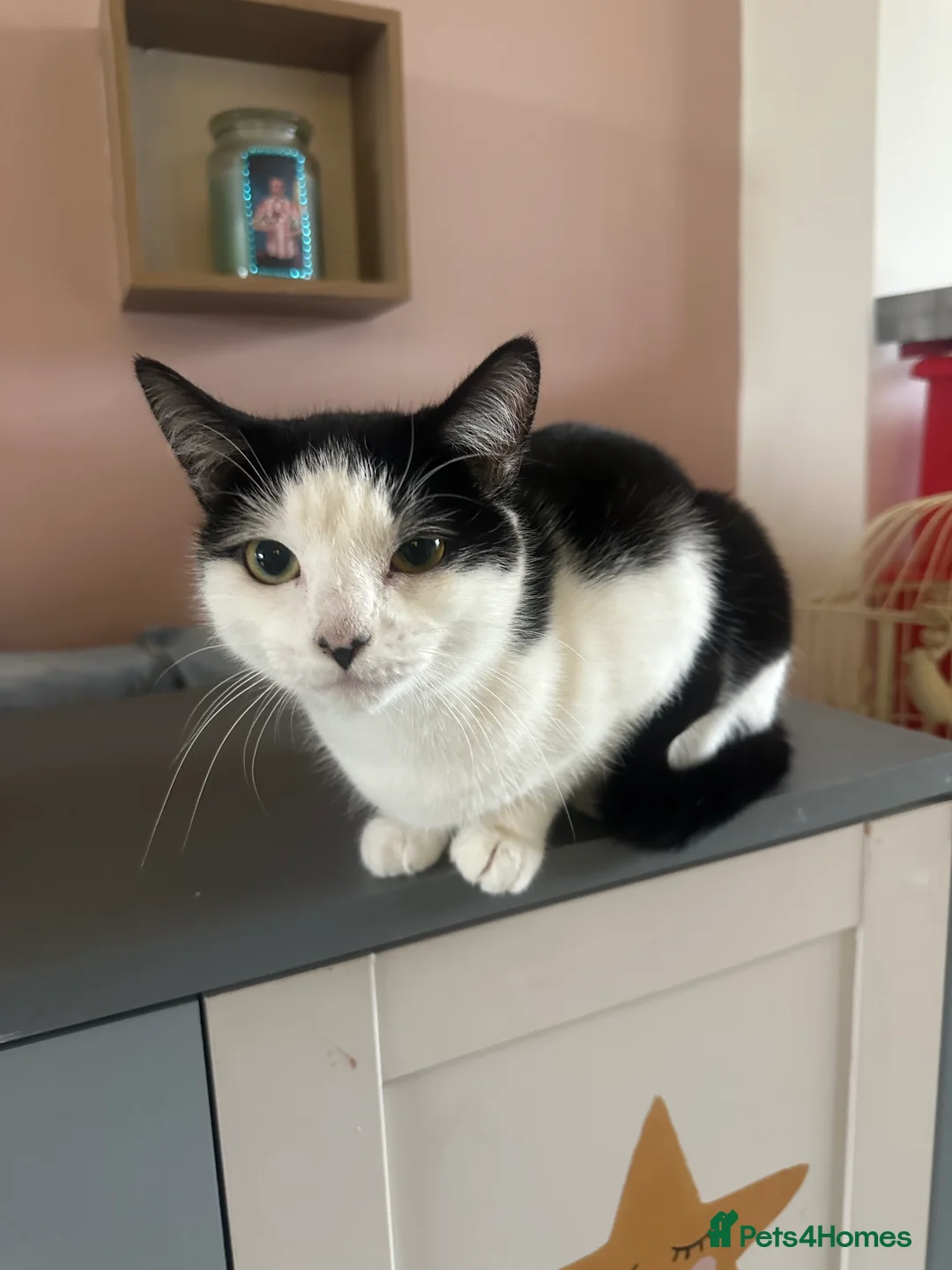 Mixed Breed cats for sale: 2 female cats need rehoming  - Advert 2