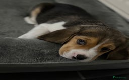 Beagle dogs for sale: Beagle puppies - Image 13