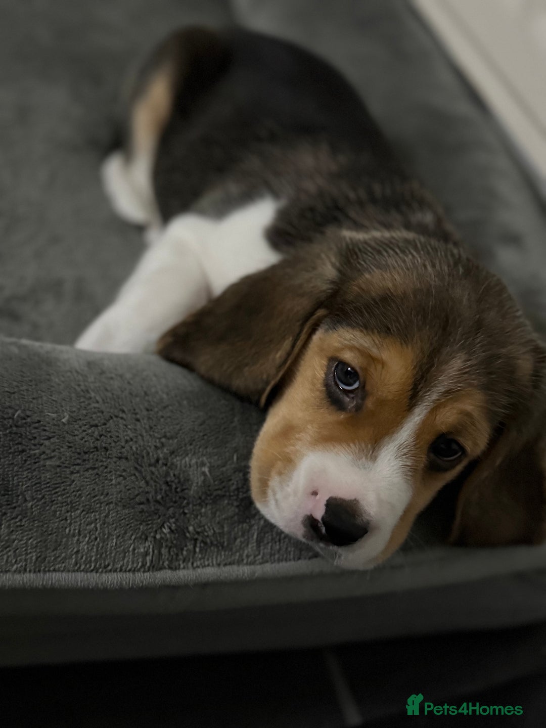 Beagle dogs for sale: Beagle puppies - Image 13