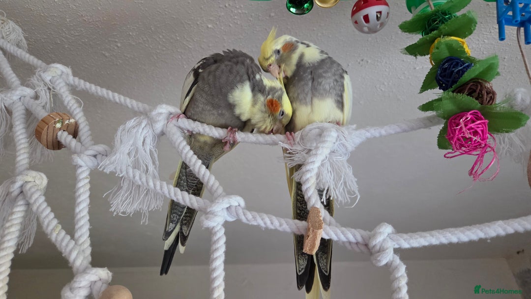 Cockatiels birds for sale: Fully weaned hand tame male baby cockatiel  - Image 7