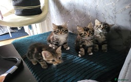 Mixed Breed cats for sale: Kittens for sale  - Image 3