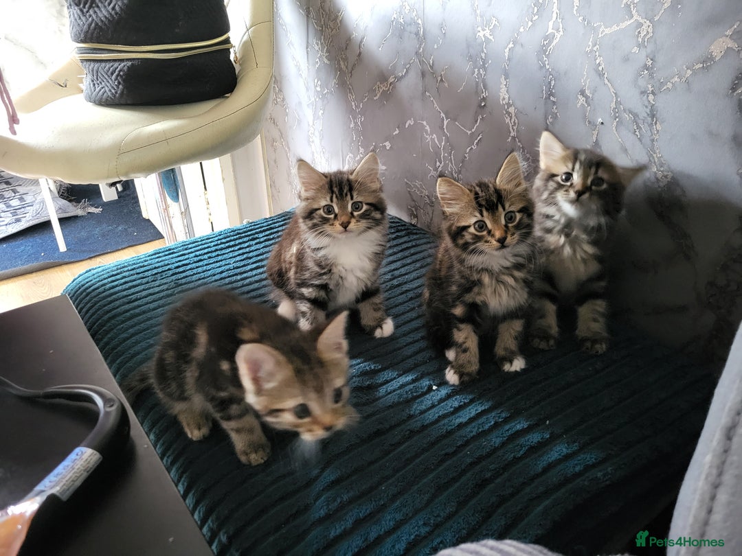 Mixed Breed cats for sale: Kittens for sale  - Image 3