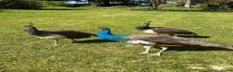 Peafowl poultry for sale: Peacocks  for sale in Hartfield - Advert 2