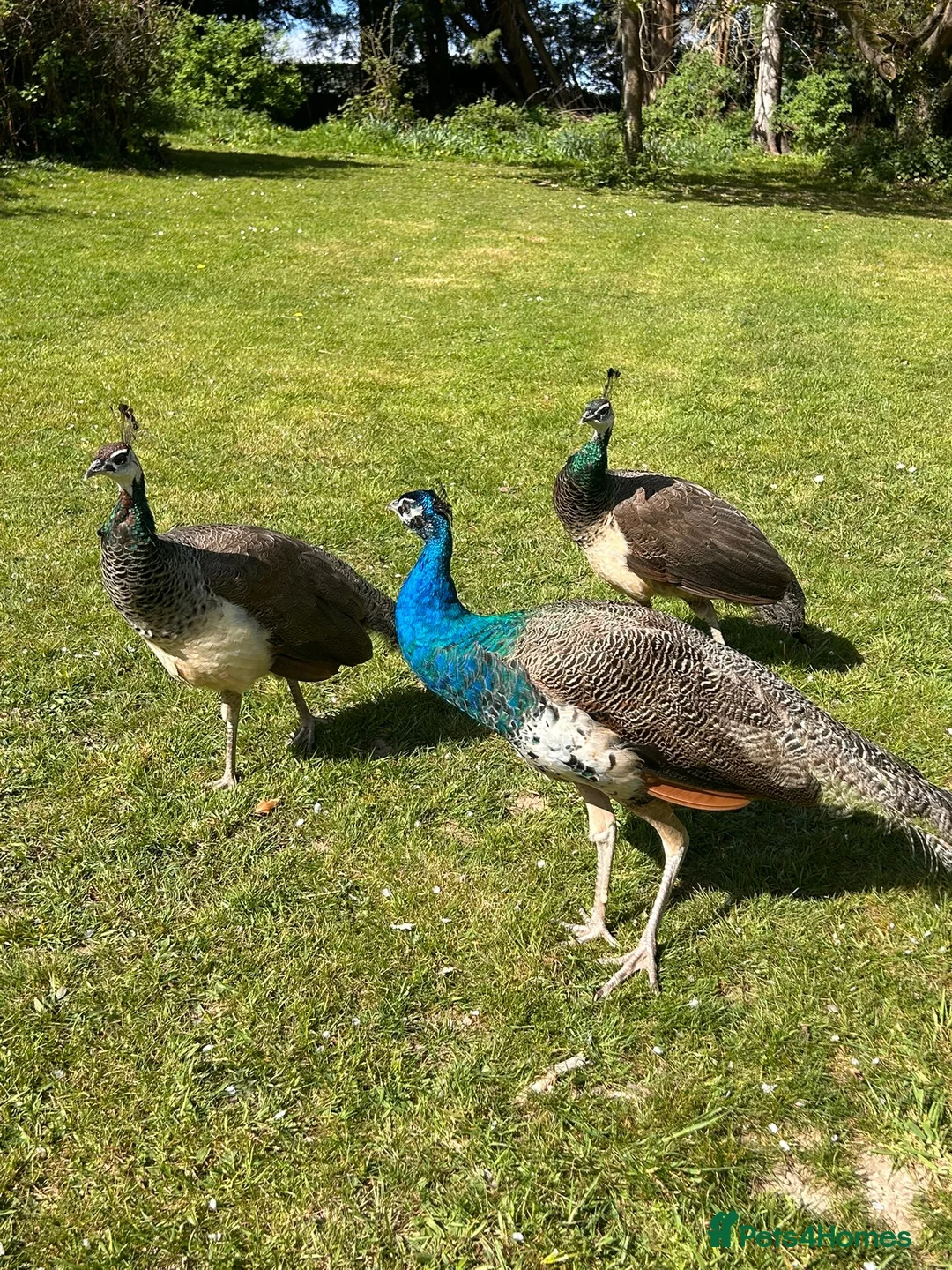 Peafowl poultry for sale: Peacocks  for sale in Hartfield - Advert 2