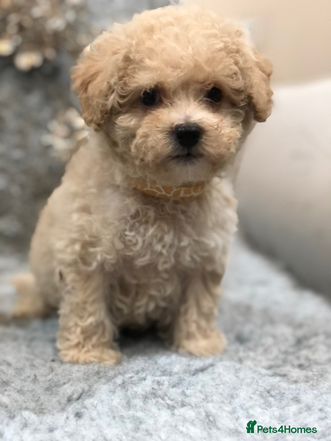 Poochon dogs for sale: Tiny babies ❤️❤️❤️ - Advert 8