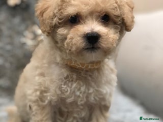 Poochon dogs Tiny babies ❤️❤️❤️ - Advert 2