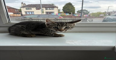 Bengal cats - Advert 5