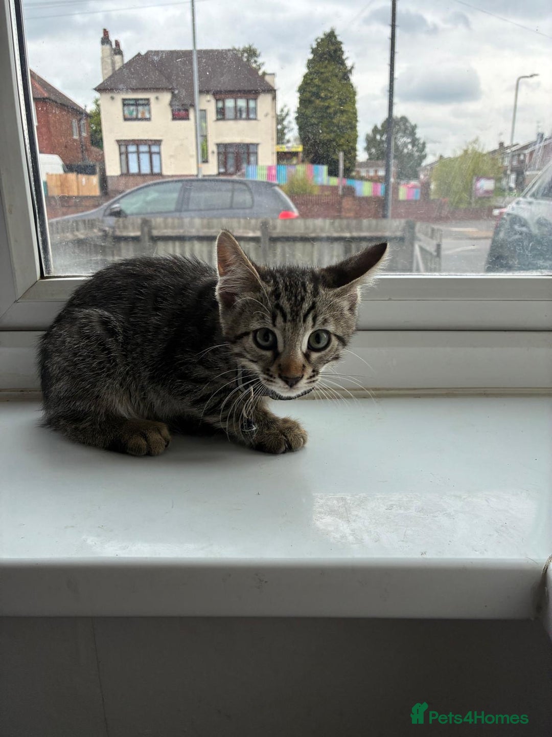 Bengal cats for sale: Bengal cross kittens - Image 2