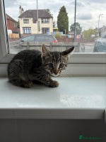 Bengal cats - Advert 3