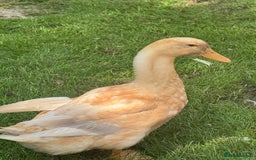 Ducks poultry for sale: Rare Buff Orpington Ducks For FREE to good home - Image 6