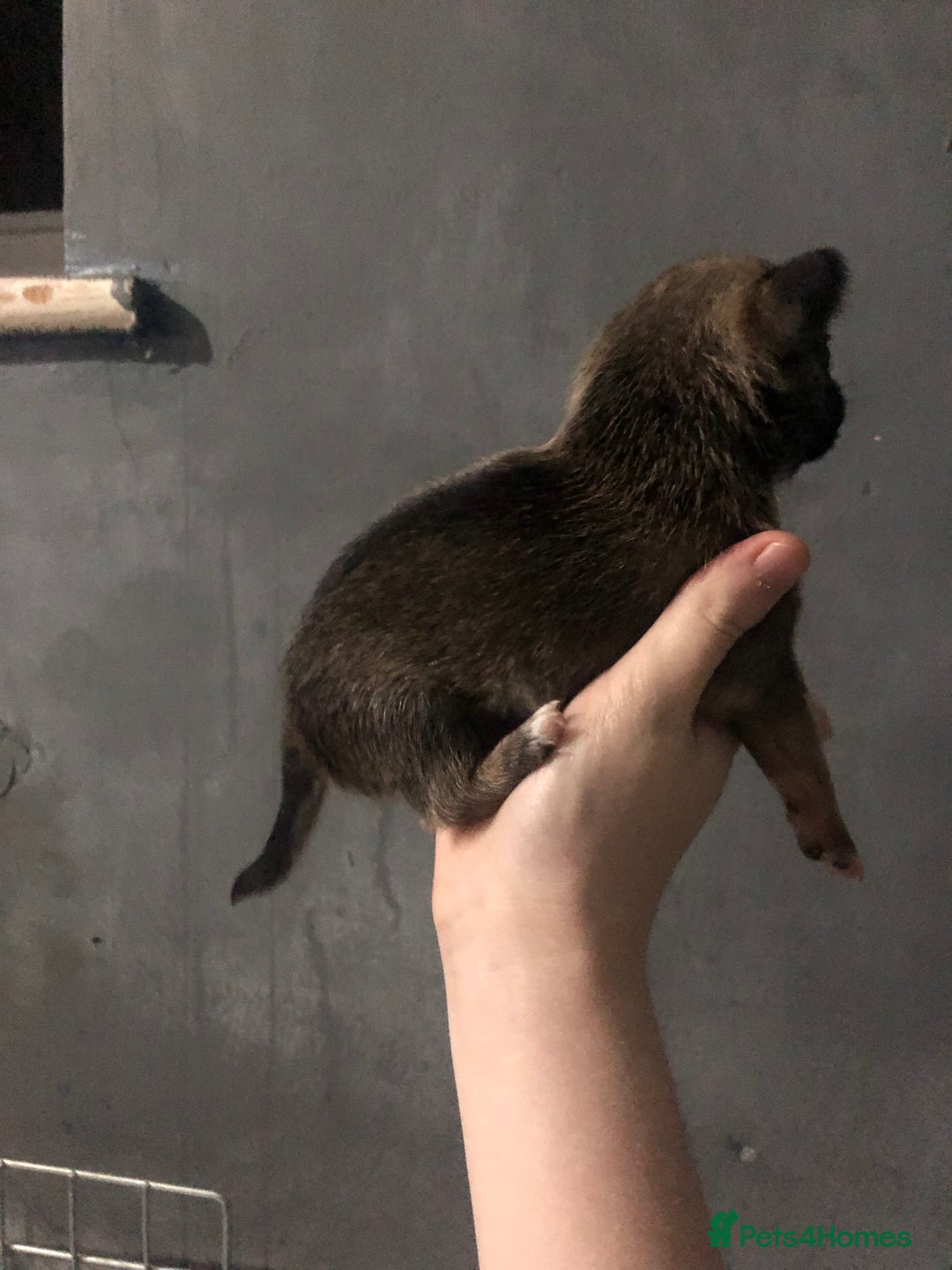 Pomchi dogs for sale: 🐾MALE POMCHI PUPPIES🐾 - Advert 23