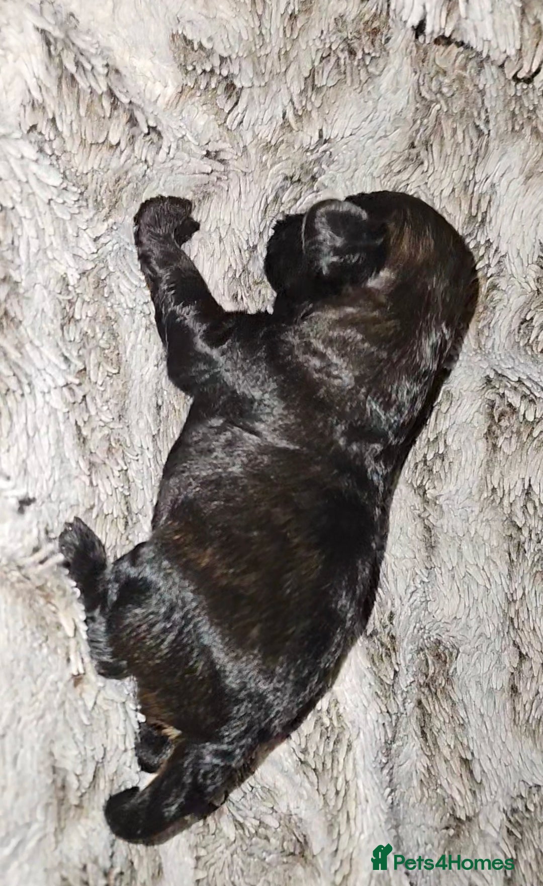 Mixed Breed dogs for sale: Beautiful Stunning Westiepoo Puppies - Advert 5