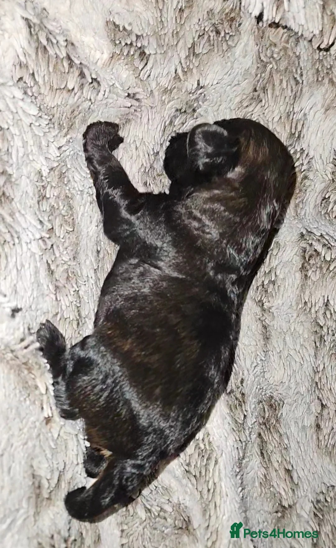 Mixed Breed dogs for sale: Beautiful Stunning Westiepoo Puppies - Advert 10