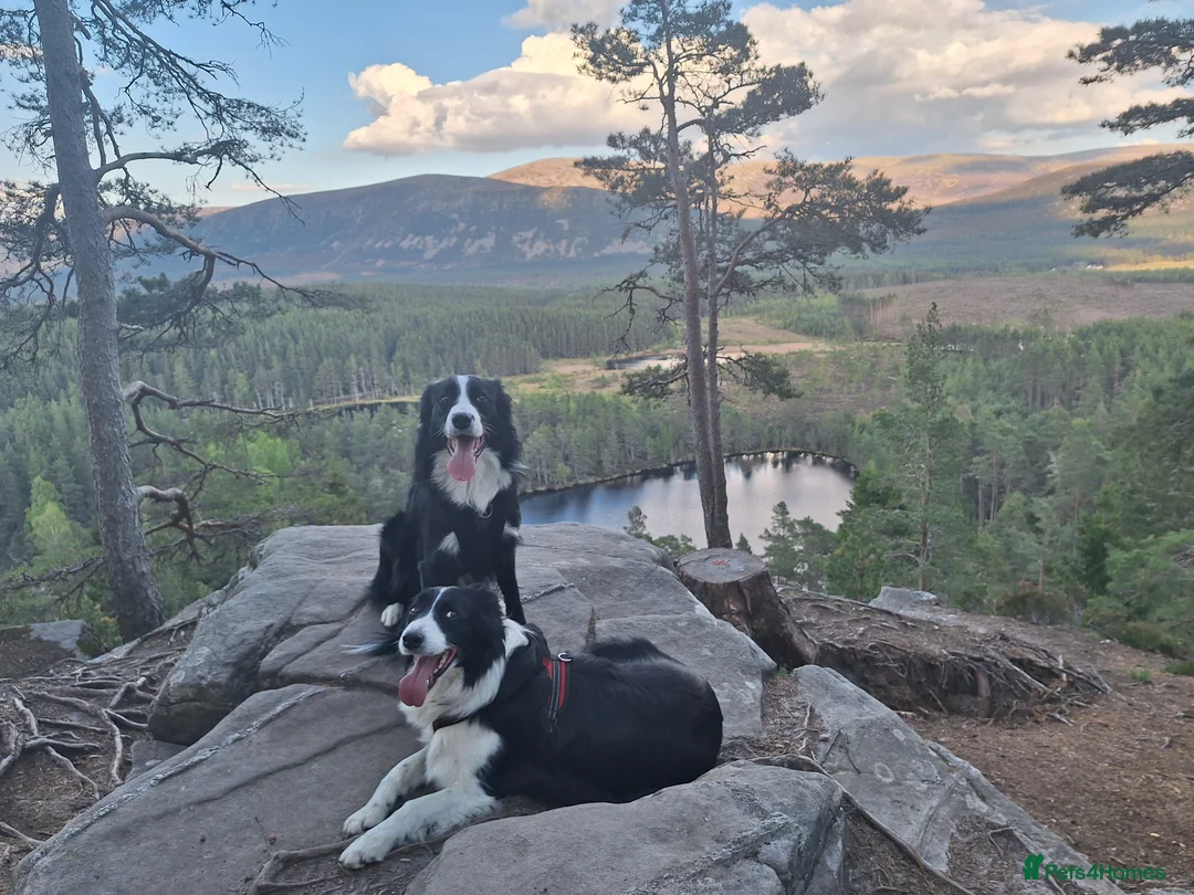 Border Collie dogs for stud: Border collie stud  - Advert 2
