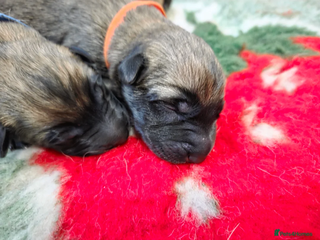 Belgian Shepherd Dog dogs for sale: KC registered Belgian Shepherd Malinois Puppies - Advert 2