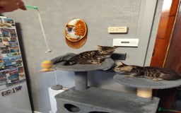 Mixed Breed cats for sale: Beautifully kittens ready for new home - Image 12