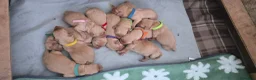 Labrador Retriever dogs for sale: Fox red labrador puppies KC Registered - Advert 3