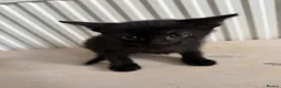 Mixed Breed cats for sale: Three brothers  - Advert 14