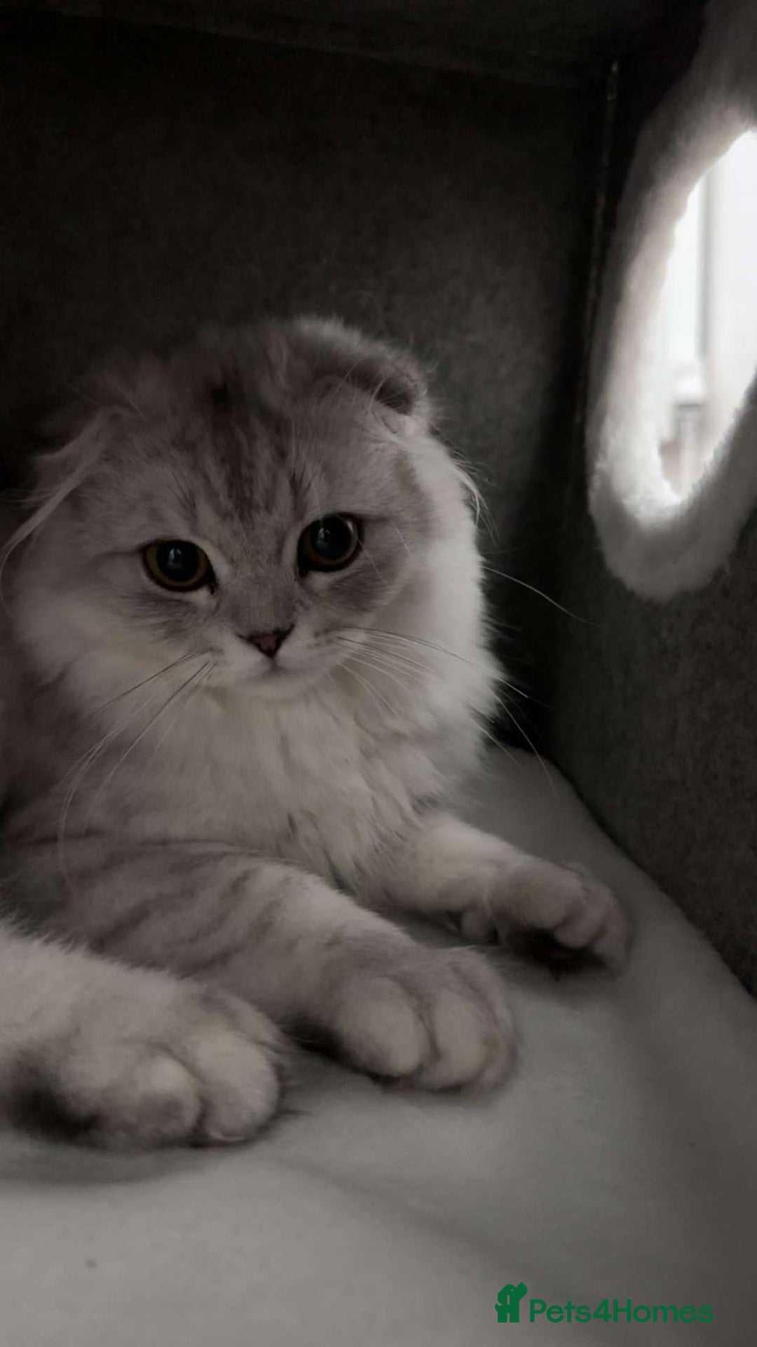 Scottish Fold cats for sale: Lovely Long Hair Scotich Fold Boy - Advert 3