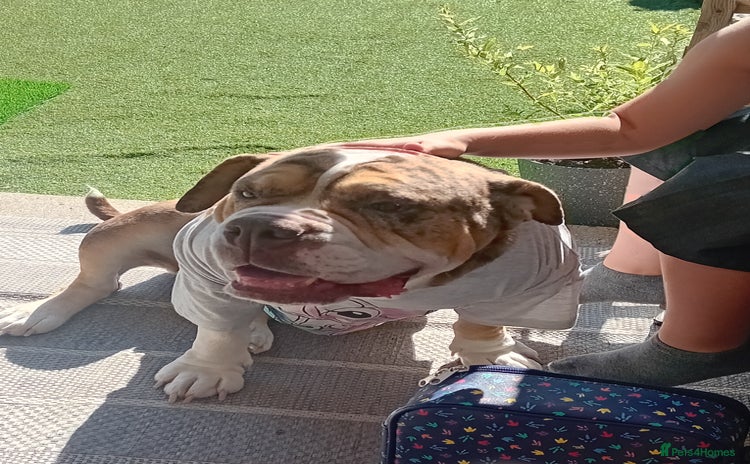 Olde English Bulldogge dogs - Advert 1