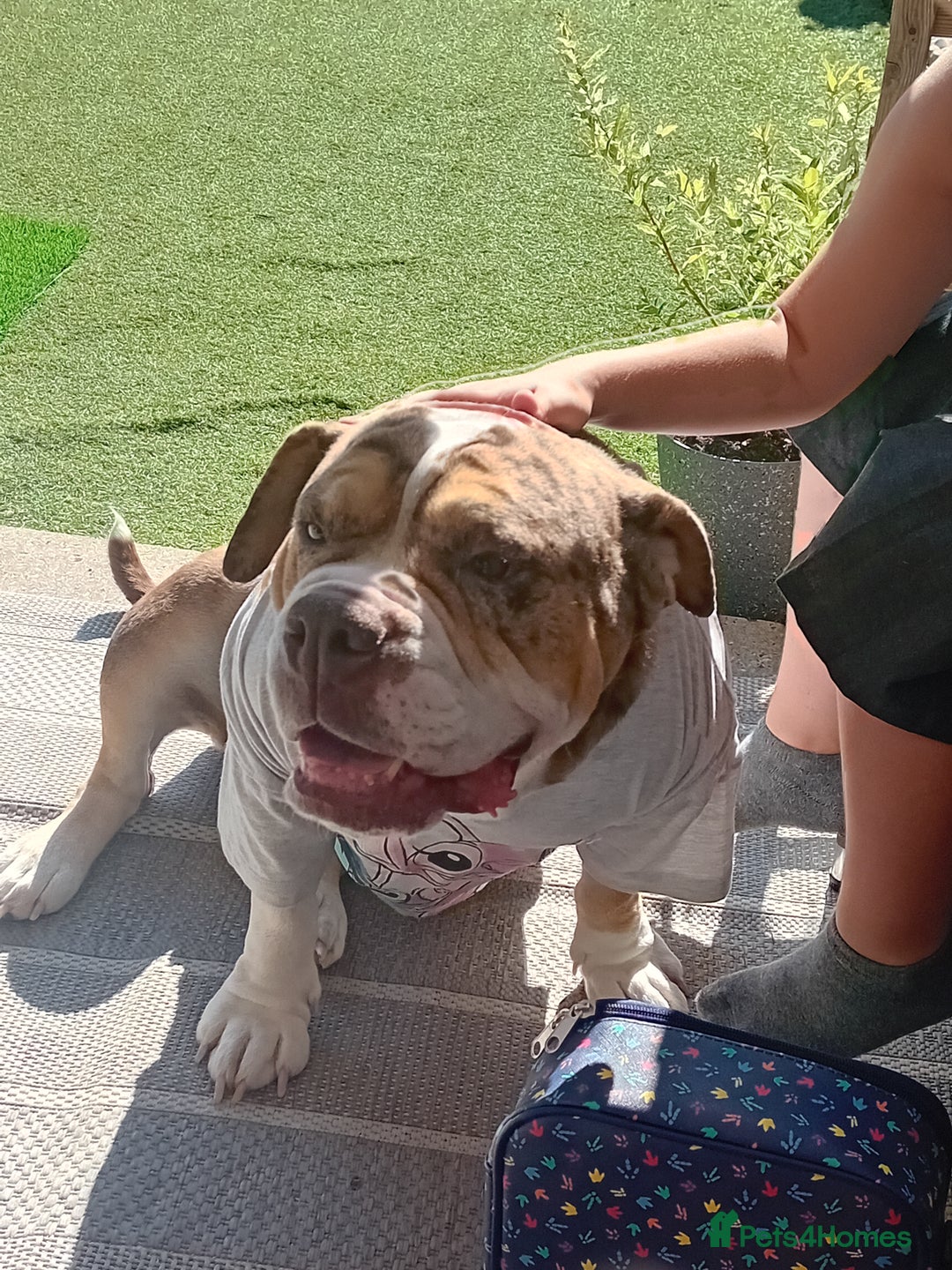Olde English Bulldogge dogs for sale: Female old english bulldoggee - Image 1
